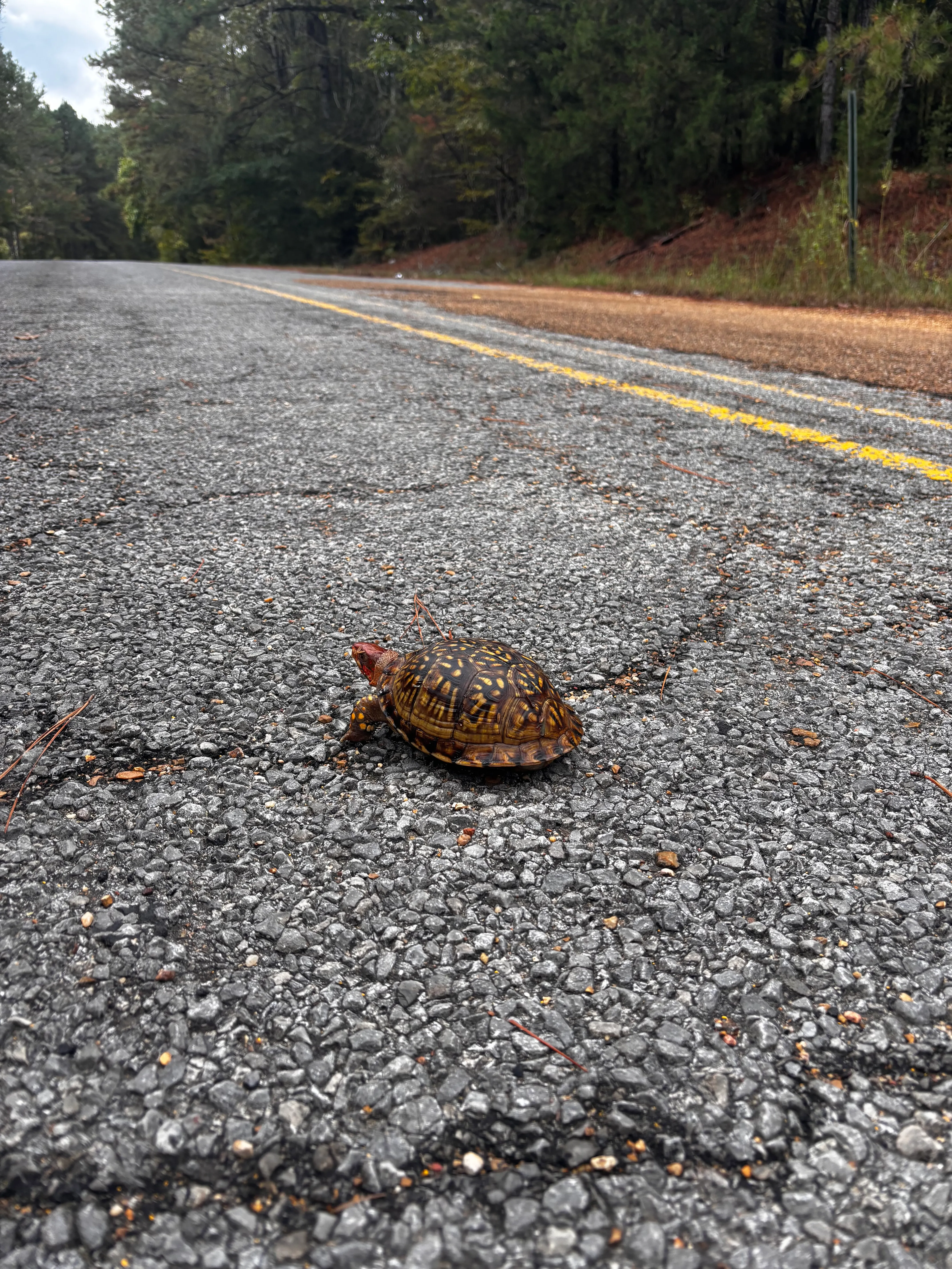 Camping at Clear Springs, Meadville, MS