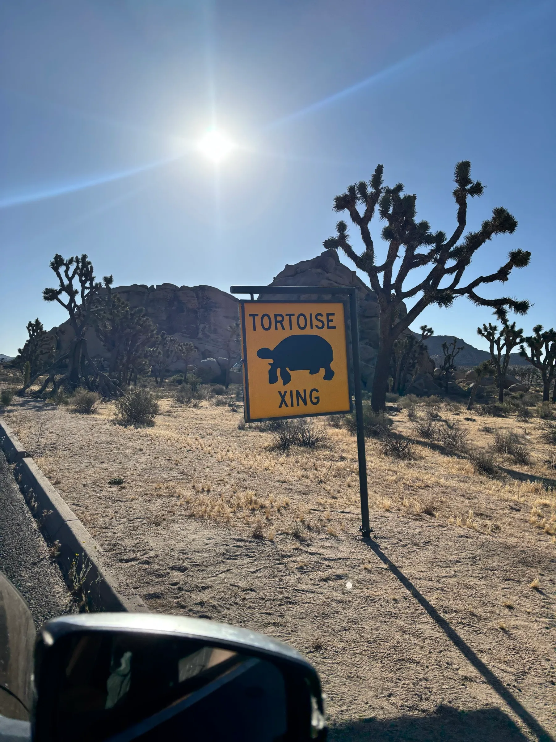 A Tortoise Xing sign among Joshua trees