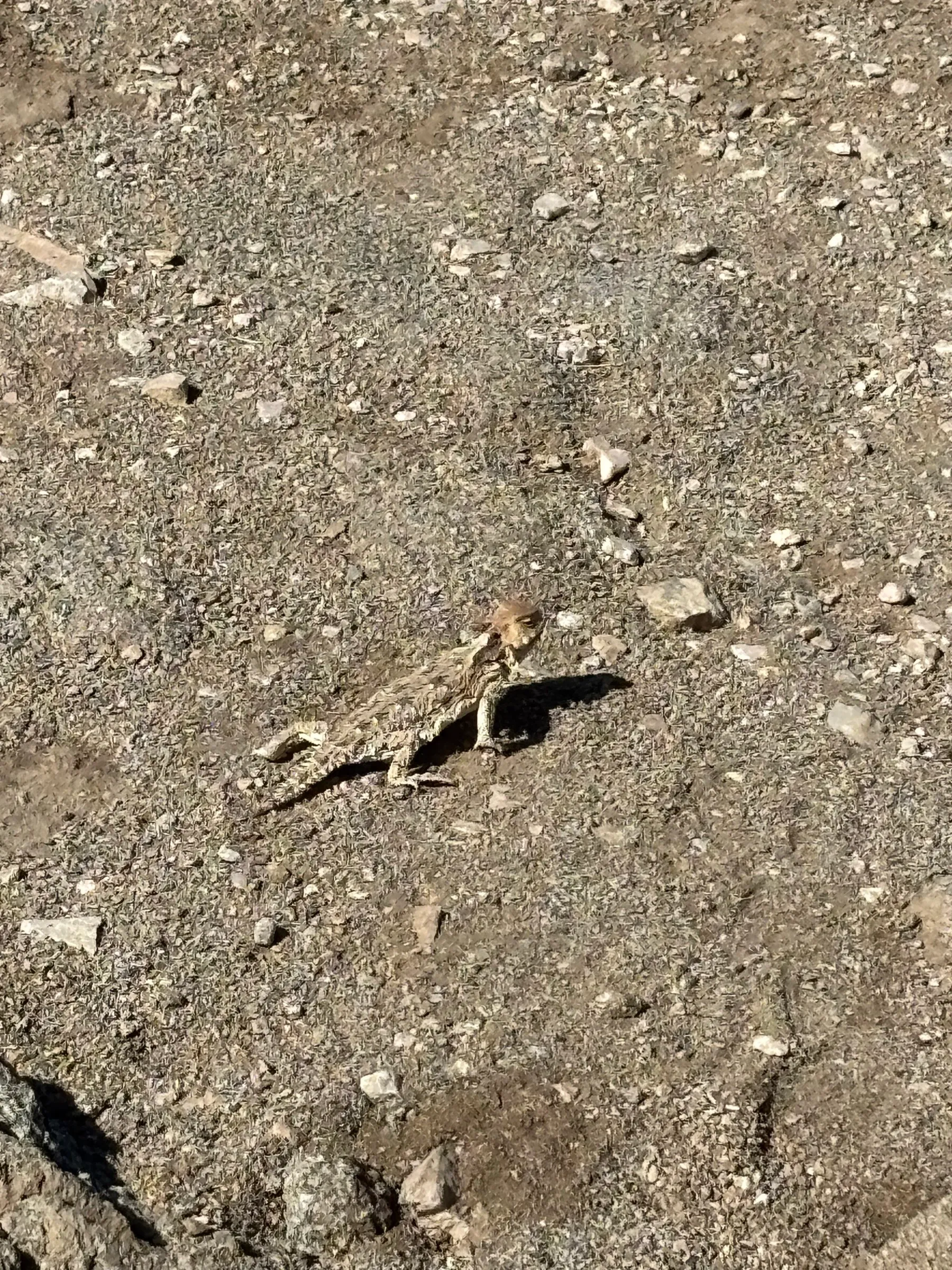 A horned lizard camouflaged against the gravel