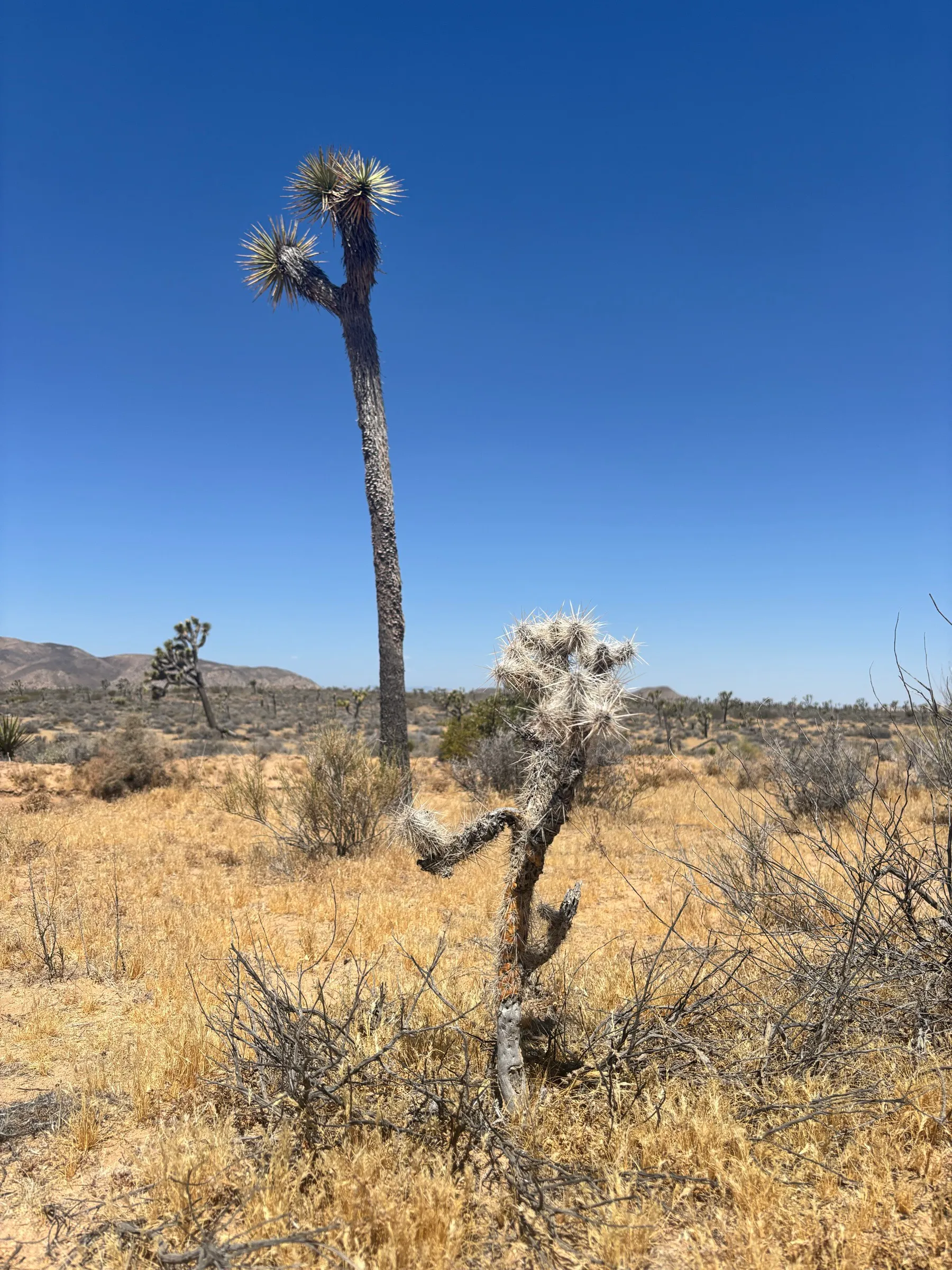 A Joshua tree and a cholla cactus against a blue sky