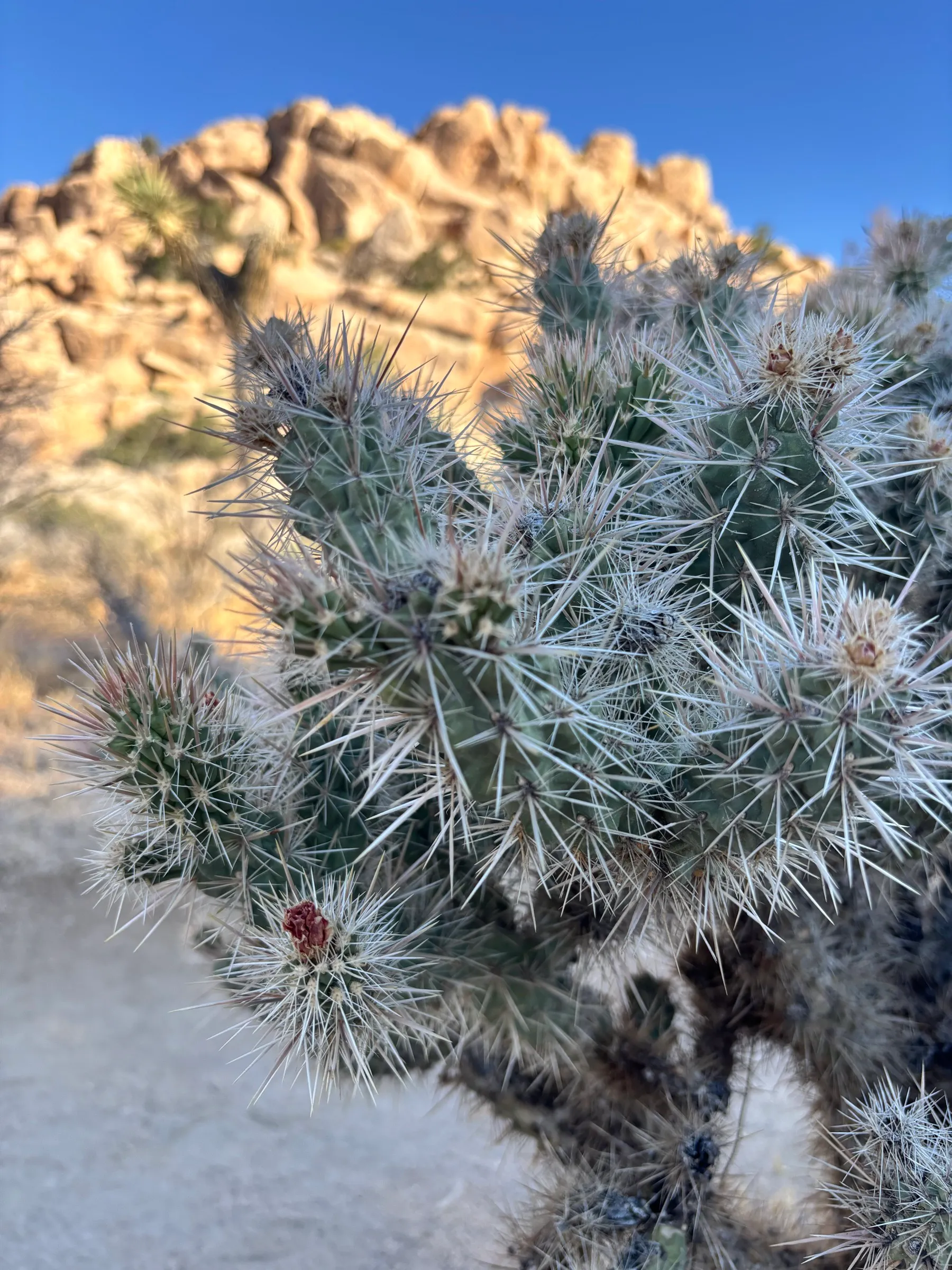 Close-up of a fuzzy-looking cholla cactus