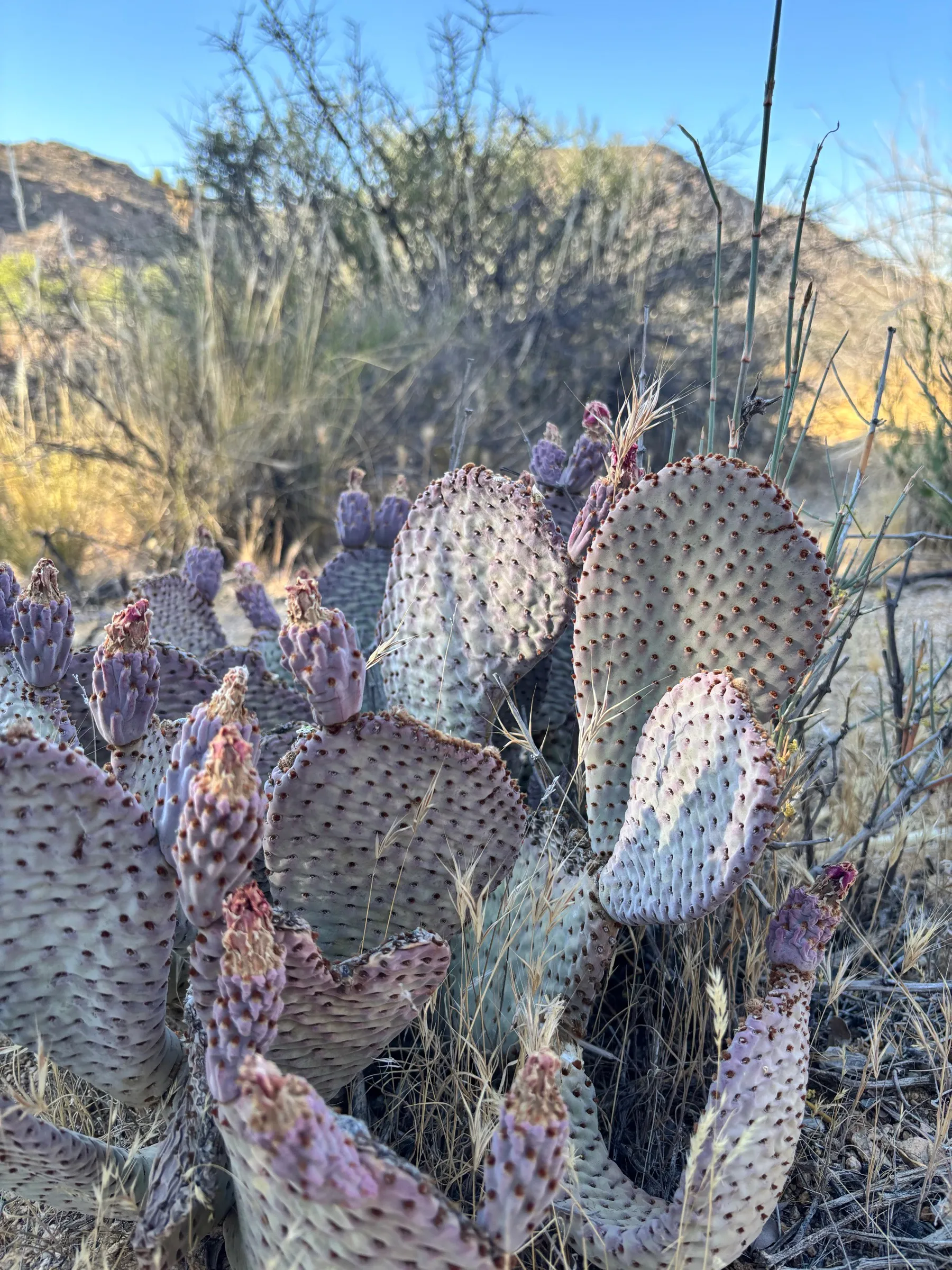 Beavertail cactus with purple pads growing in the desert