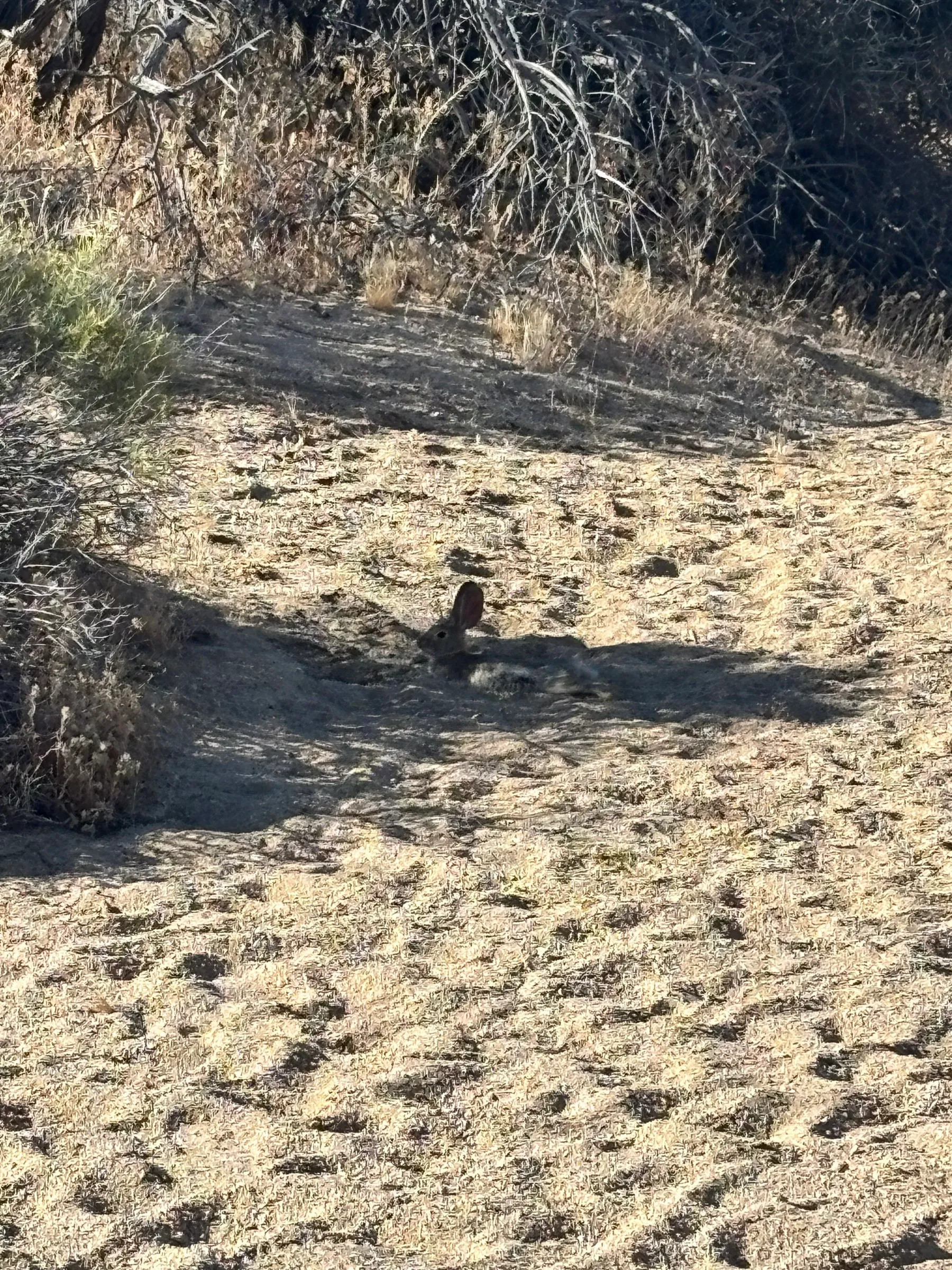 A rabbit camouflaged against the desert dirt