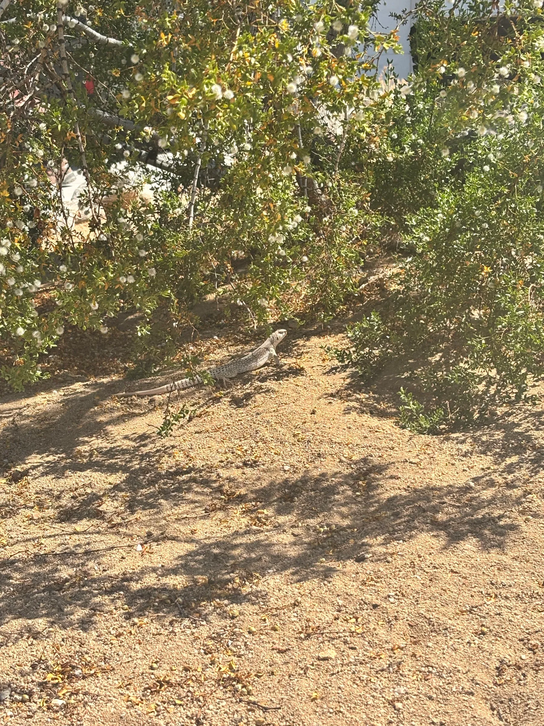 A desert iguana under a flowering creosote bush
