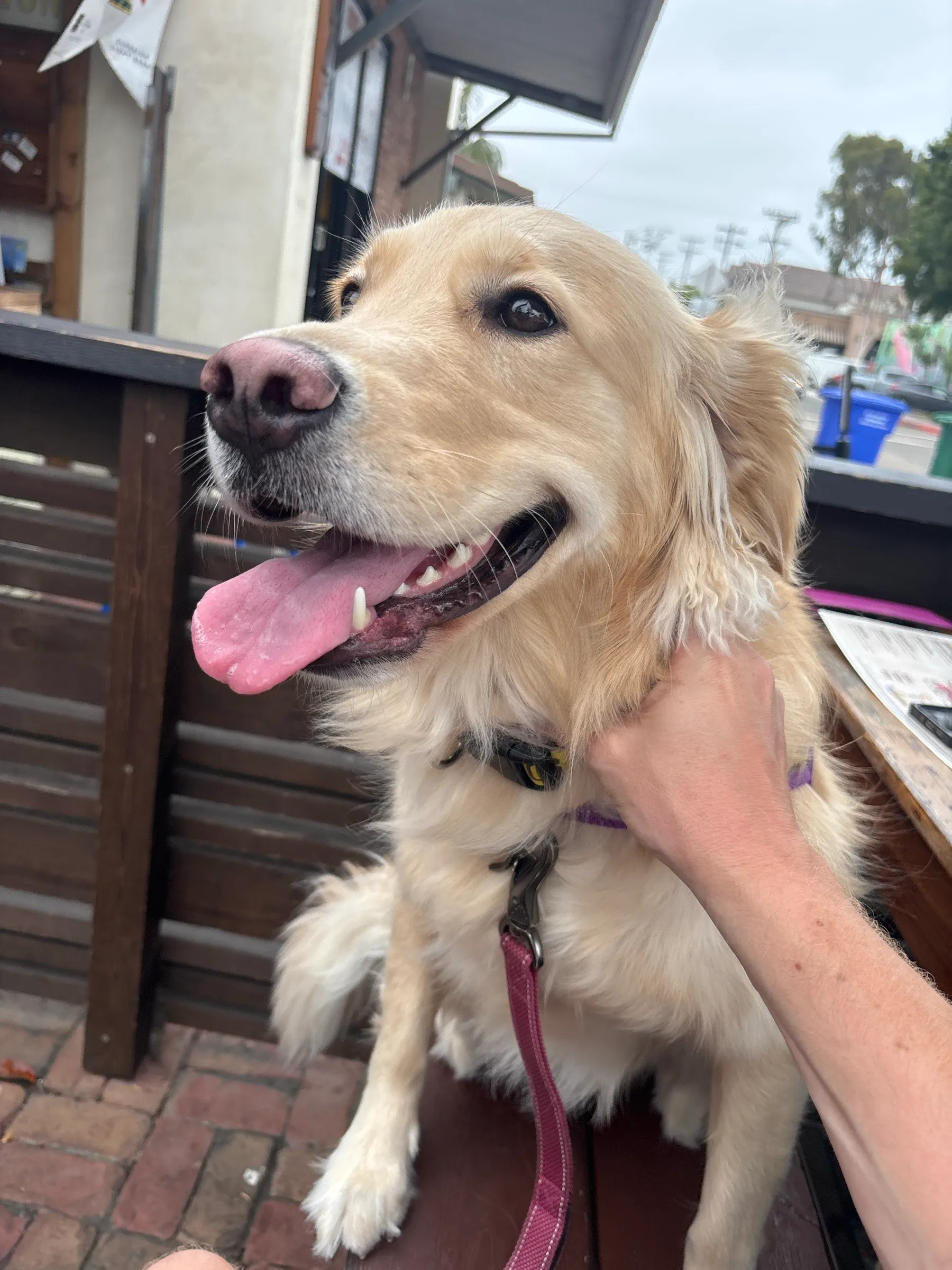 Josie the golden retriever at a patio, tongue out, very happy